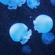 Lychnorhiza Lucerna. Marble Jellyfish Move in the Water on a Dark Blue Background. Jellyfish Medusa - VideoHive Item for Sale