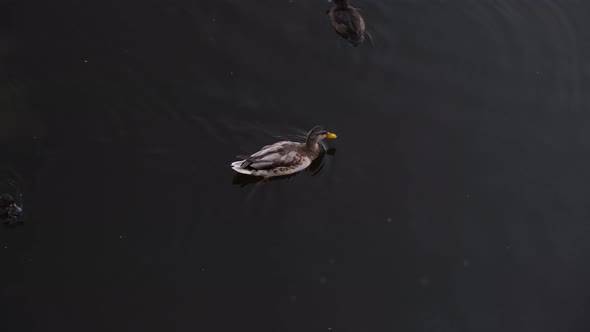 Ducks Swim In The Lake