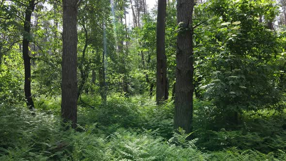 Beautiful Green Forest on a Summer Day Slow Motion