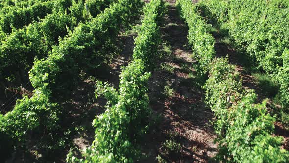 Grape Bushes Ripening on Farmland Under the Hot Sun