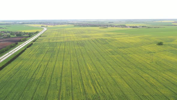 Top View of the Sown Green in Belarus