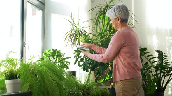 Happy Senior Woman Cleaning Houseplant