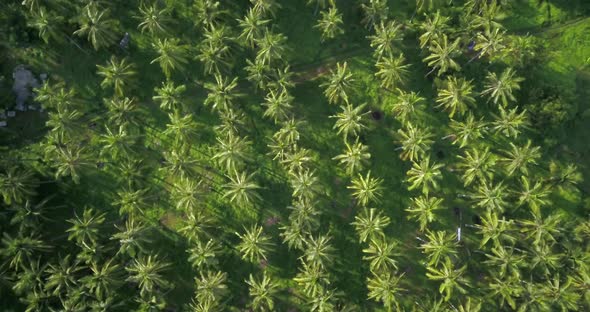 Top View of Big Green Palm Plantation, Oil Palms