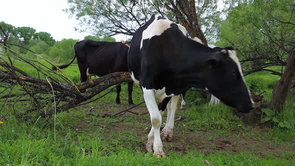 Cow in the pasture.