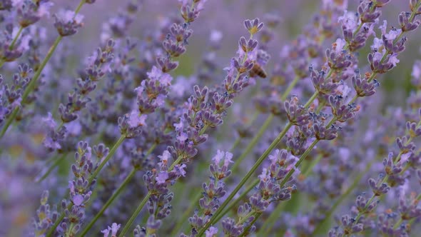 Flowering Lavender Field