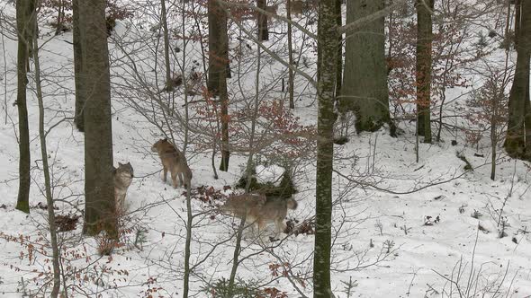 Gray wolf (Canis lupus) pack in winterly forest