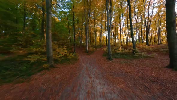 Smooth Flight Between Trees in a Fabulous Autumn Forest at Sunset