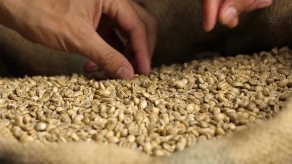Hand Picked Green Unroasted Coffee Beans