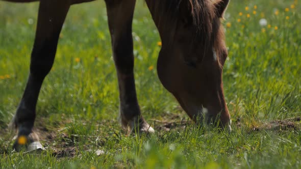 Brown Foal Grazes Eating Green Grass on Lush Pasture