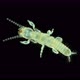 Newly Born Relic Insect Nymph Embia Savignyi Under a Microscope - VideoHive Item for Sale