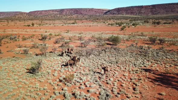 Drone moving in arc around herd of wild camels in dry arid wilderness.