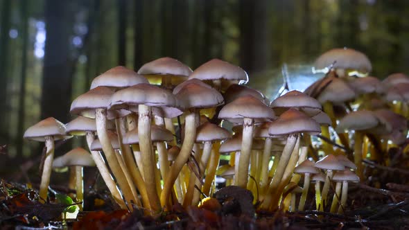Close up dolly slide of toxic mushroom group in wet forest with sunlight in background.