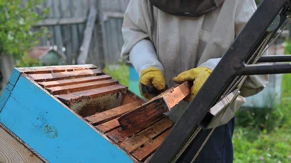 Close Up Shot of a Beehive Being Opened with a Metallic Tool By Beekeeper.