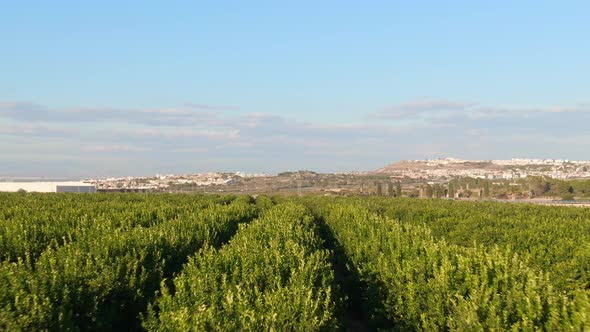 Green Citrus Crop Farm Field Rows Near Spanish Mediterranean Town Algorfa, Spain.