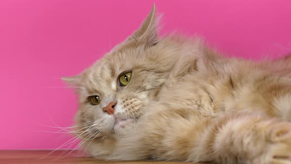 The beautiful red Maine Coon cat is resting on a pink background. Maine Cooncot poses for the camera