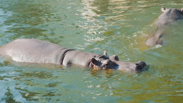 Close Up of Large Gray Hippopotamus Swimming in the Water