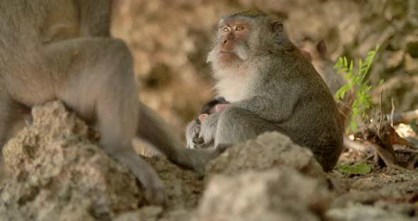 Familly of Monkeys at Bali Indonesia