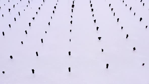 Several Rows of Wooden Posts Stumps in Salt Lake