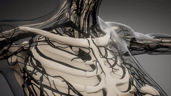 Blood Vessels of Human Body alt