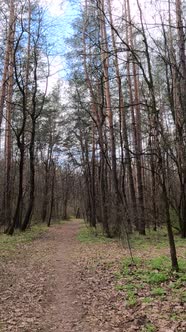 Vertical Video of the Small Road in the Forest During the Day