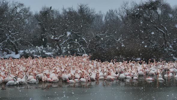 Greater Flamingos, Phoenicopterus roseus,Pont De Gau,Camargue, France