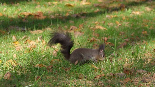 Eastern gray squirrel hiding a hazelnut in the ground