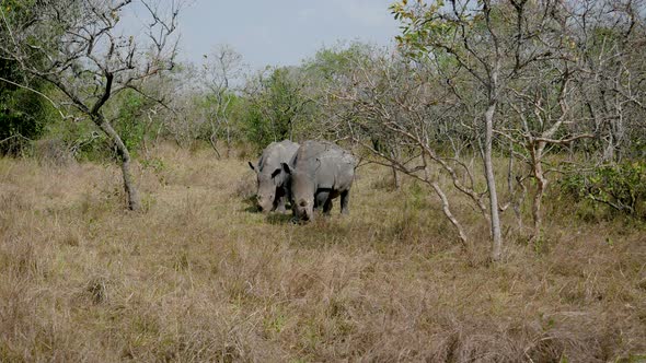 Rare Wild Adult African Wild Rhinos Grazing Grass By The Bushes In Reservation