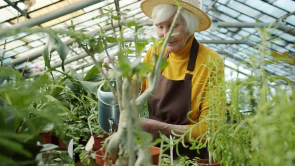 Aged Female Farmer Watering Green Plants Working Indoors in Hothouse Alone