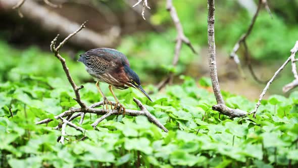 Costa Rica Wildlife Bare Throated Tiger Heron (tigrisoma mexicanum) Fishing in a River Catching Fish