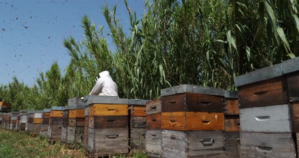 Working beekeepers, Occitanie, Europe, France
