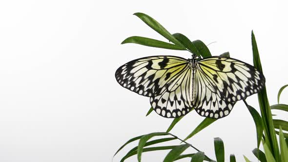 Slow Motion Paper Kite Butterfly Flapping Wings on Green Leaf Isolated on White