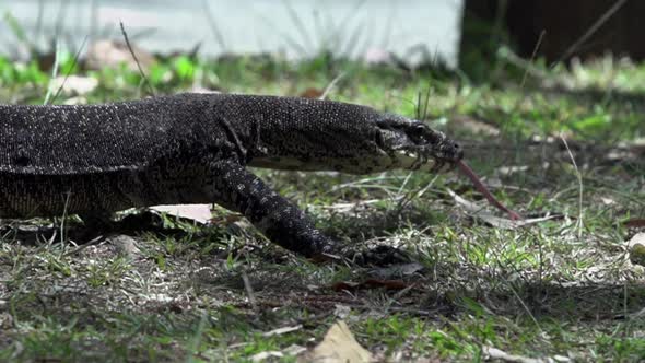 Close up From a Monitor Lizard
