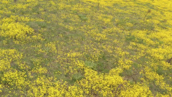 Yellow color of Madwort Alyssum Aurinia saxatilis flower 4K drone footage