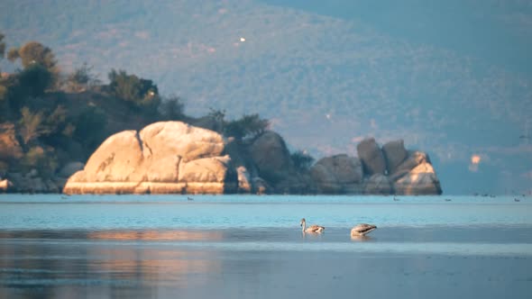 Waterfowls