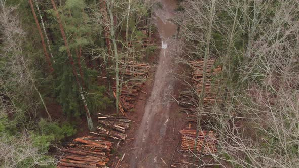 Piles of Logs Near Dirt Road in Woods