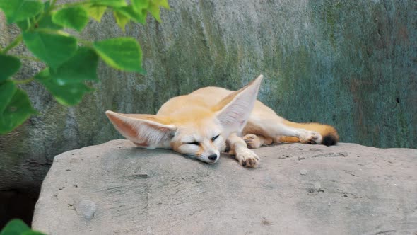 Adorable Fennec Fox Sleeping on Big Stone at the Zoo