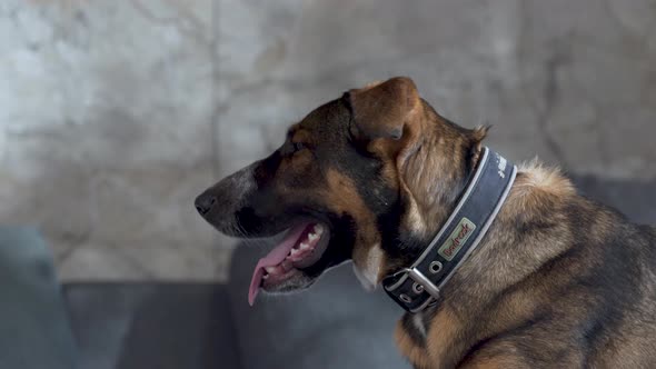 Dumb looking mixed breed dog with floppy ears staring, close up.