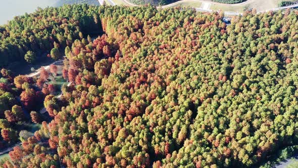 Autumn forest