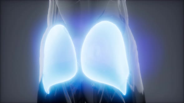 Selected Muscle Anatomy Map alt