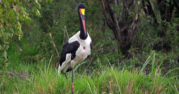 Saddle-billed Stork, Ephippiorhynchus senegalensis, Masai Mara Park in Kenya, Real Time 4K