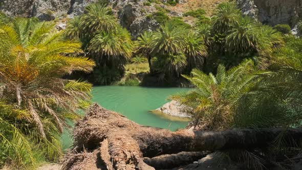 Walking in the Palm Forest in Crete Island, Greece