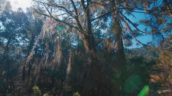 Lush Forest with Plants in Brazilian Highlands