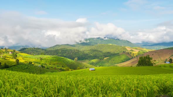 Rice Fields