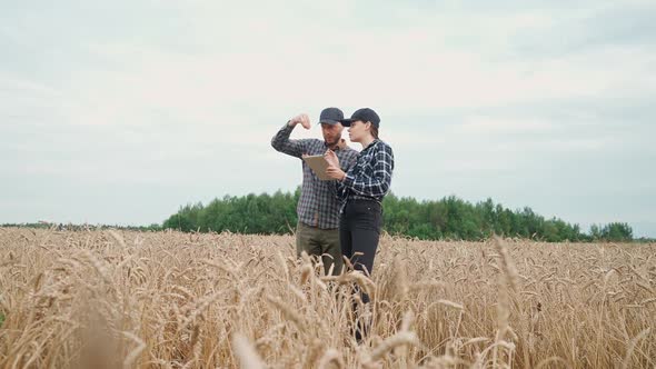 Woman and Man Farmers Stands in the Field of Rye and Looks at the Ears of Rye and Seeds