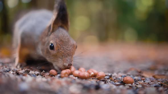 Close-up slomo of squirrel eating seeds from ground, shallow DOF