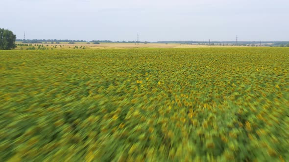 Summer Landscape with Sunflowers