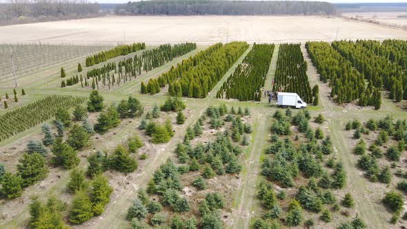 Aerial View People Digging Conifers on an Industrial Scale