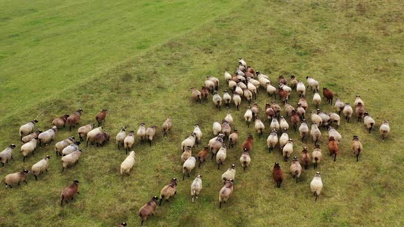 Herd of nice domestic animals outdoors.