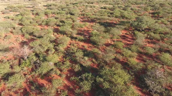 Aerial view of an arid African savannah in the Kalahari region of the  Northern Cape, South Africa