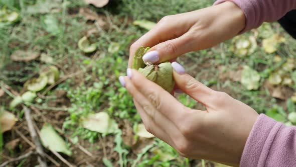 Female Farmer Hands Cleans Walnuts Harvest